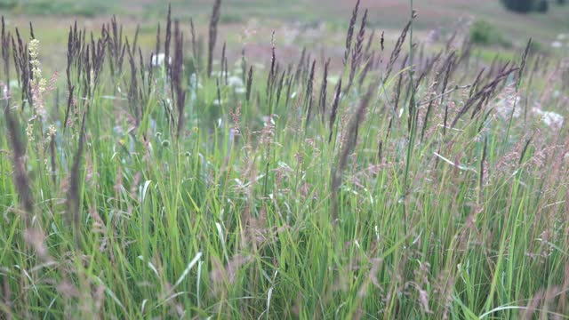 田野里的草随风摆动不太大视频素材