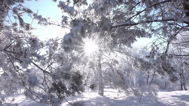 公园里的冬天的树。真正的雪。视频素材