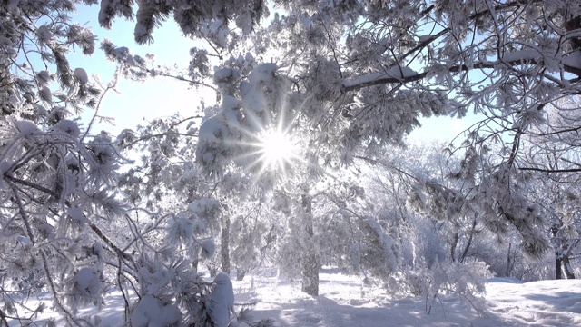 公园里的冬天的树。真正的雪。视频素材