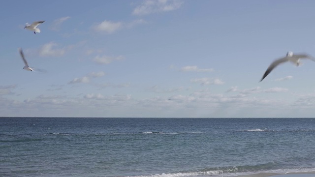 黑海海滩上的海鸥。视频素材