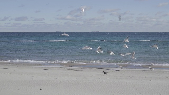 黑海海滩上的海鸥。视频素材