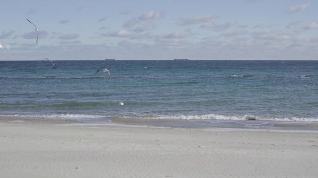 黑海海滩上的海鸥。视频素材