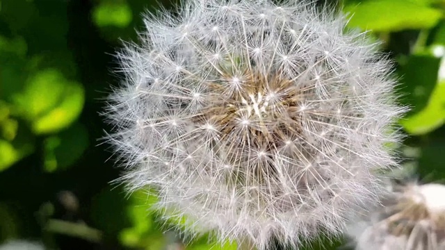 白色的粉扑花和绿叶在春天的新鲜空气中移动视频素材