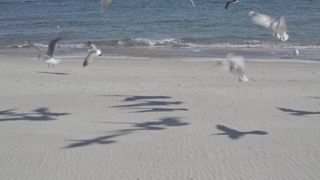 黑海海滩上的海鸥。视频素材