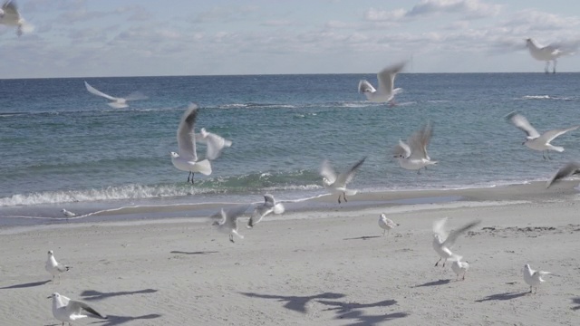 黑海海滩上的海鸥。视频素材