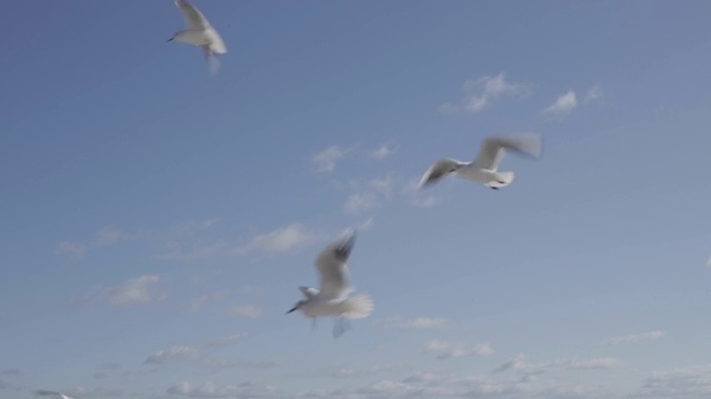 黑海海滩上的海鸥。视频素材