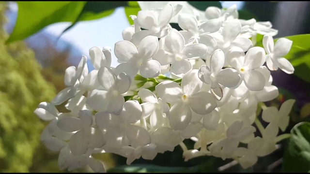 白色的花和绿色的叶子在春天的新鲜空气中移动视频素材