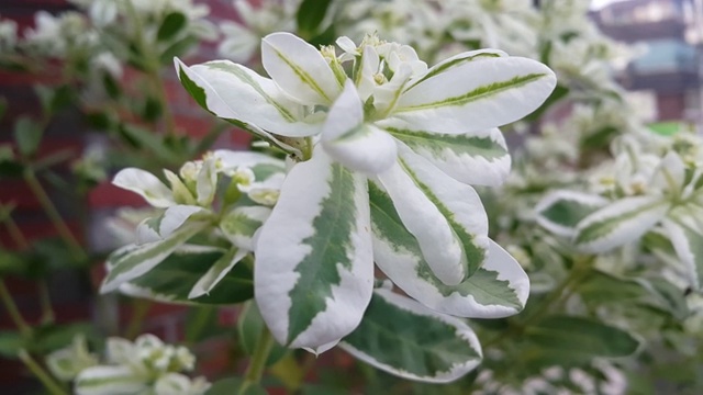 白色的花和绿色的叶子在春天的新鲜空气中移动视频素材