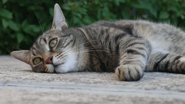 一只绿眼睛的条纹猫躺在院子里听着声音。视频素材