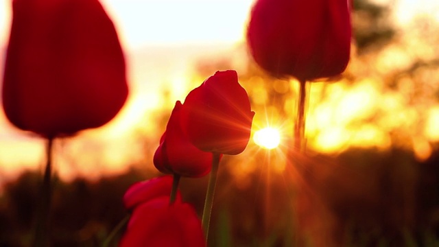 花朵郁金香在夕阳的背景视频素材