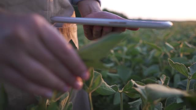 男性农民农学家在耕地中检查大豆植物视频素材