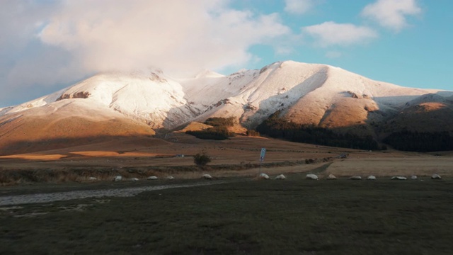 黎明时分，坎波Imperatore，一群奶牛和雪山在后面视频素材