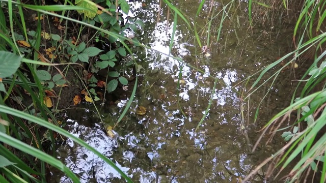 树木和芦苇在缓慢流动的水面上摇曳的倒影视频素材