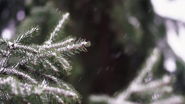 雪落在森林里，在树林里。冬季风暴。在风中移动的针叶树树枝。视频下载