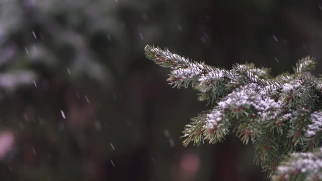 在风中移动的针叶树树枝。雪落在森林里，在树林里。冬季风暴。视频下载