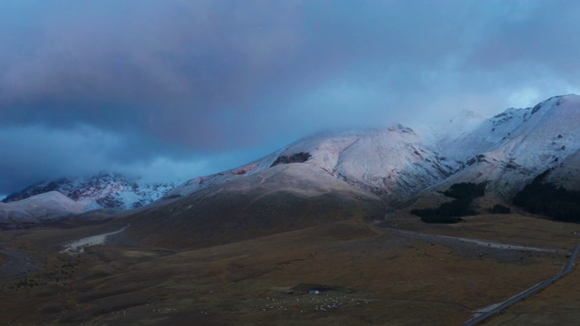 黎明时分，在意大利，一群奶牛和雪山在后面视频素材