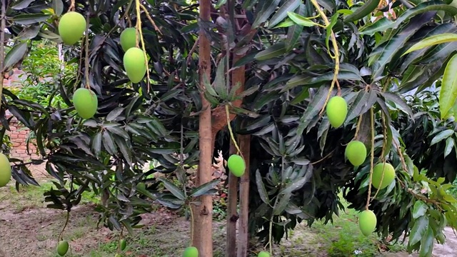 芒果果实绿色，用树枝夹在花园里生长视频素材