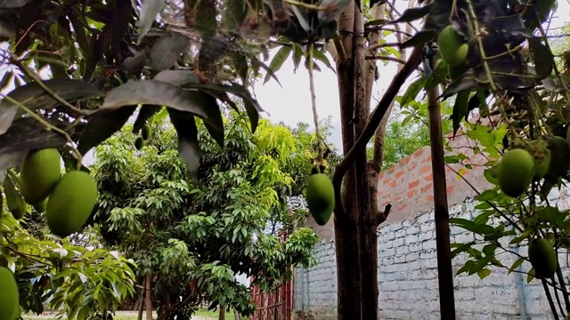 芒果果实绿色，用树枝夹在花园里生长视频素材