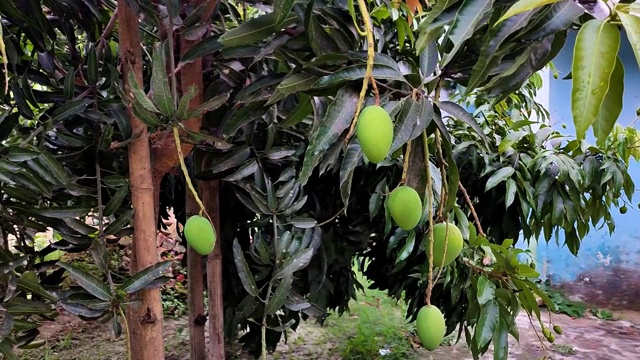 芒果果实绿色，用树枝夹在花园里生长视频素材