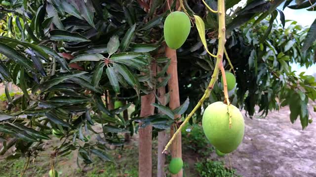 芒果绿色的果实生长在花园里，用树枝夹着视频素材