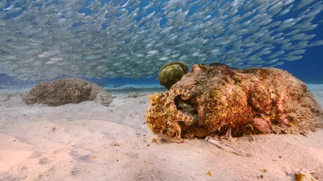 在加勒比海珊瑚礁的浅水章鱼/库拉索岛与诱饵球的背景视频素材