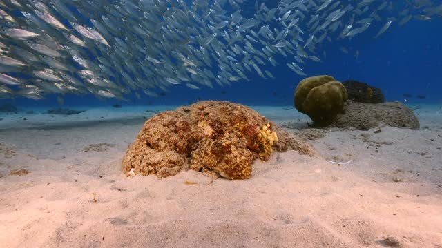 在加勒比海珊瑚礁的浅水章鱼/库拉索岛与诱饵球的背景视频素材