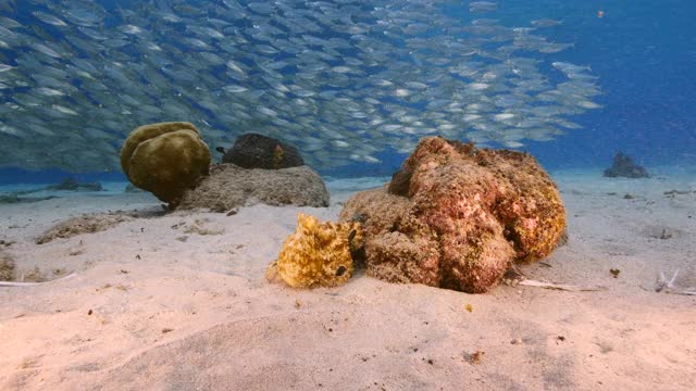 在加勒比海珊瑚礁的浅水章鱼/库拉索岛与诱饵球的背景视频素材