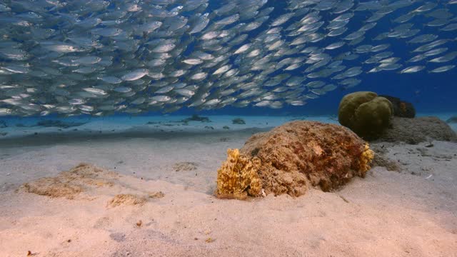 在加勒比海珊瑚礁的浅水章鱼/库拉索岛与诱饵球的背景视频素材