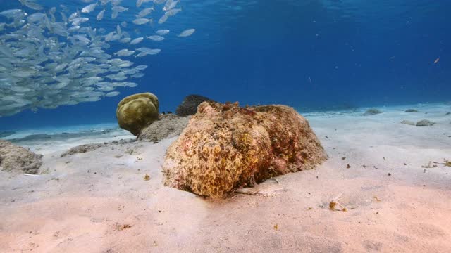 在加勒比海珊瑚礁的浅水章鱼/库拉索岛与诱饵球的背景视频素材