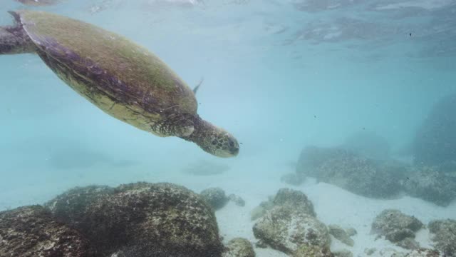 野生截肢绿海龟视频素材