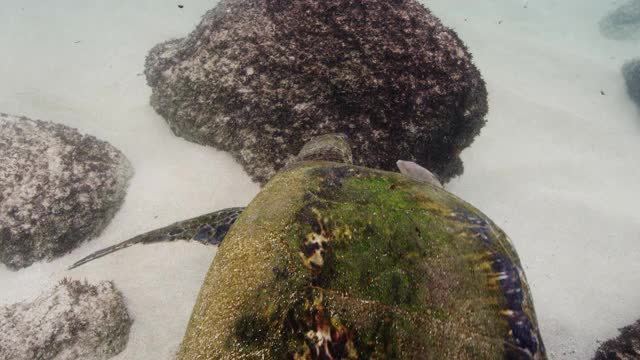 野生截肢绿海龟喂养视频素材