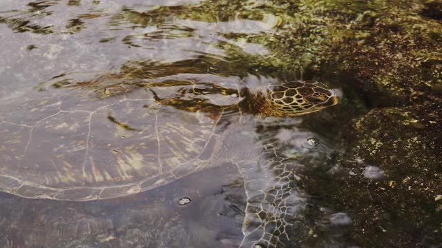 喂绿海龟视频素材