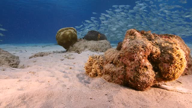 在加勒比海珊瑚礁的浅水章鱼/库拉索岛与诱饵球的背景视频素材