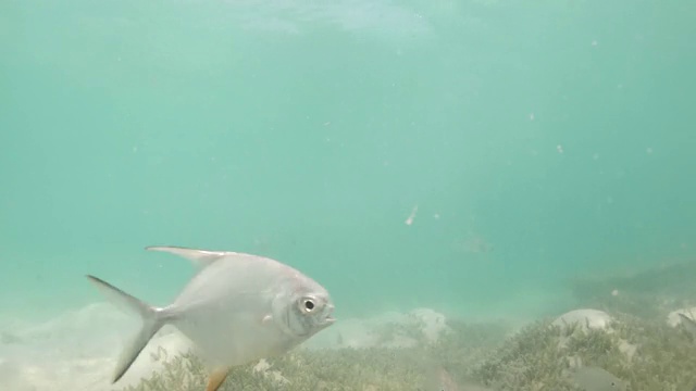 鲳鲹鱼在塔拉萨草地的浅水海岸水下游泳视频素材