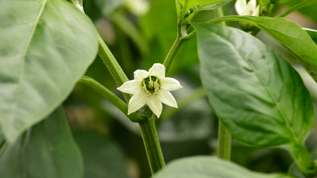 花房内的辣椒果实植物的叶子和花视频素材