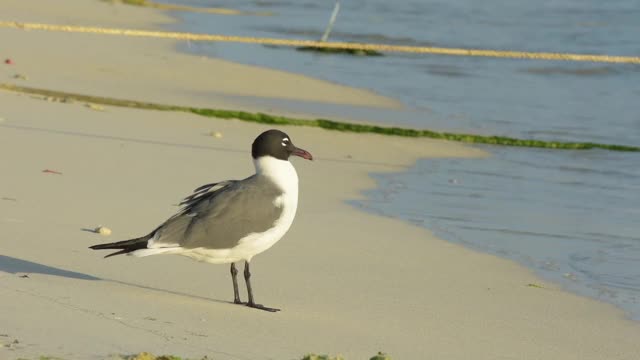 海鸥站在加勒比海的海滩上视频素材