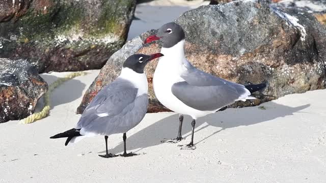 加勒比海沙滩上的海鸥夫妇视频素材