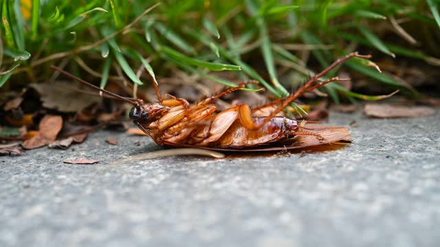 毒死的蟑螂被蚂蚁咬伤，在草地附近挣扎视频素材