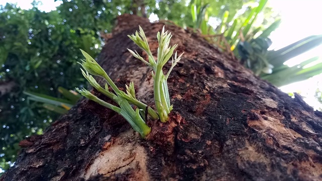 新叶植物从树皮中长出来视频素材