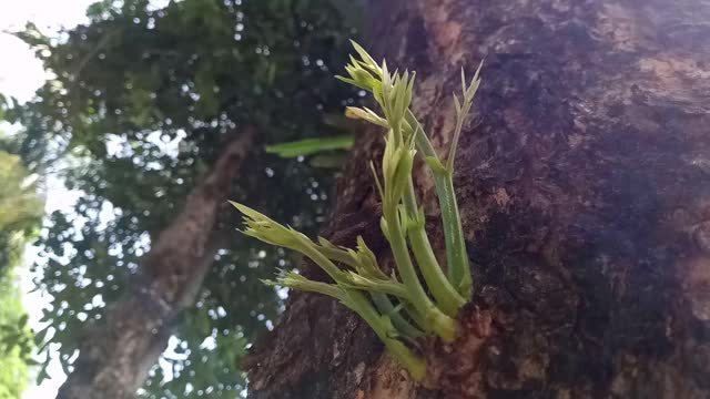 新叶植物从树皮中长出来视频素材