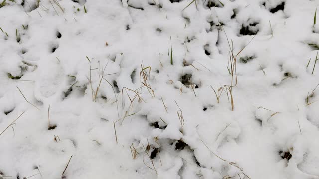 雪下绿草。冬天的风景视频素材