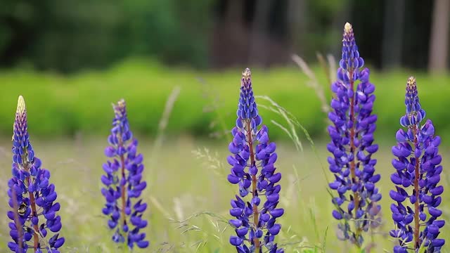 野生蓝鹭花的头部特写，在草地上有一些昆虫采集花粉。(Lupinus polyphyllus)。春天开花。视频下载