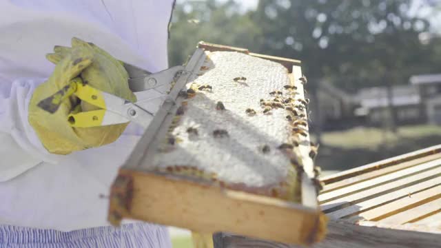 蜜蜂在蜂房爬行视频素材