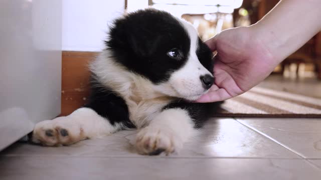 一只边境牧羊犬的小狗在阳光室的地板上打盹。视频素材