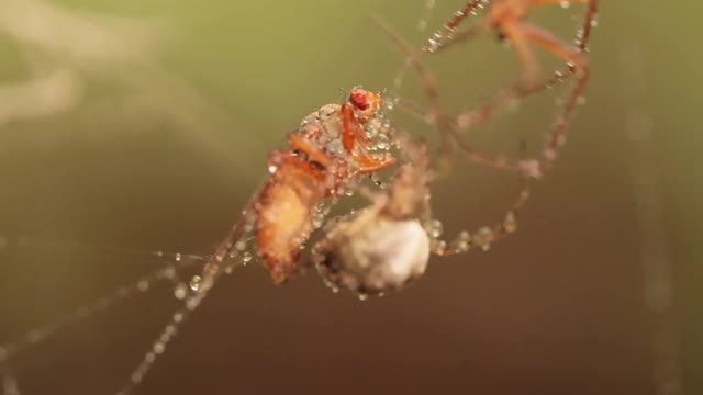 近距离微距拍摄的两只蜘蛛争夺捕获的受害者视频素材
