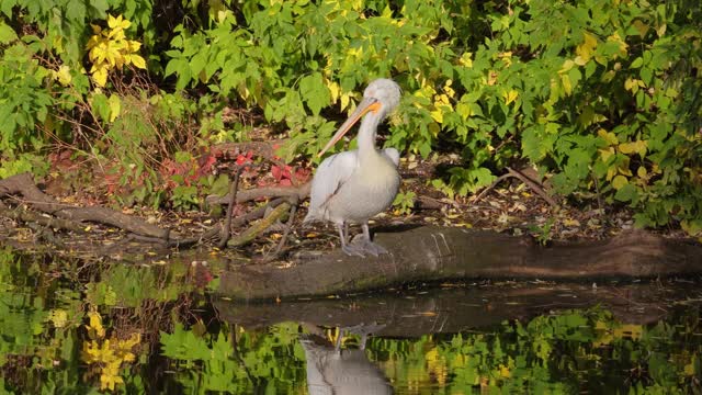 达尔马提亚鹈鹕(Pelecanus crispus)是鹈鹕家族中最大的成员，也许是世界上最大的淡水鸟类，尽管在重量和长度上可以与最大的天鹅媲美。视频素材