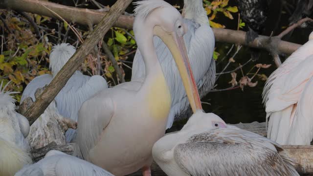 达尔马提亚鹈鹕(Pelecanus crispus)是鹈鹕家族中最大的成员，也许是世界上最大的淡水鸟类，尽管在重量和长度上可以与最大的天鹅媲美。视频素材