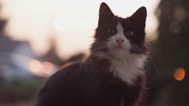 流浪猫在街上视频素材