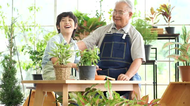 高级亚洲人园艺与孙子为绿色植物在室内温室后院的土壤。新常态的社交距离在家工作的概念。视频下载