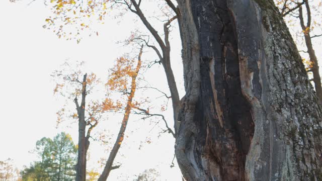 房子在树干中空神话般的幻想神秘的阳光草坪视频素材